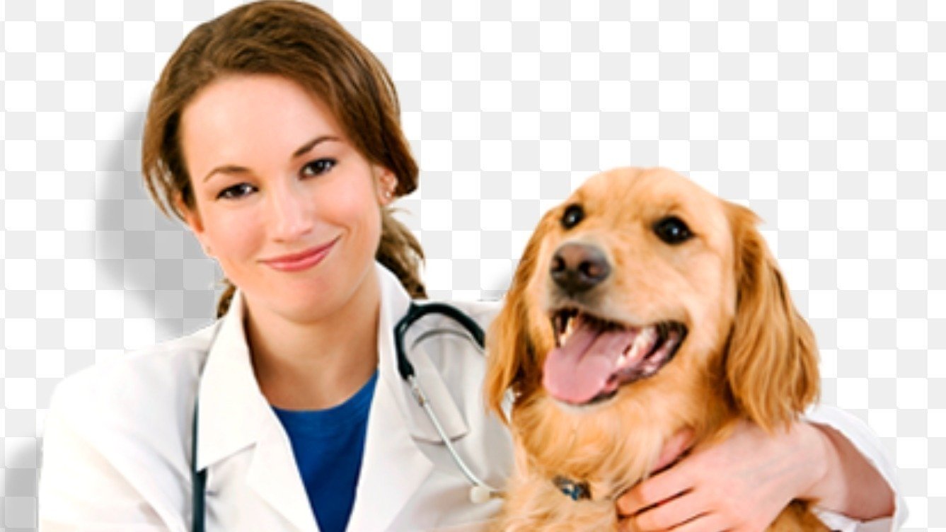 Ветеринар часы работы. Ветеринар часы работы. Зарплата ветеринара. Доктор айболит ветклиника. Ветеринар часы работы.