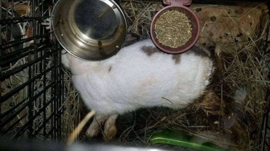 Petition update · Brenda Andringa Given Diversion With No Justice For ...