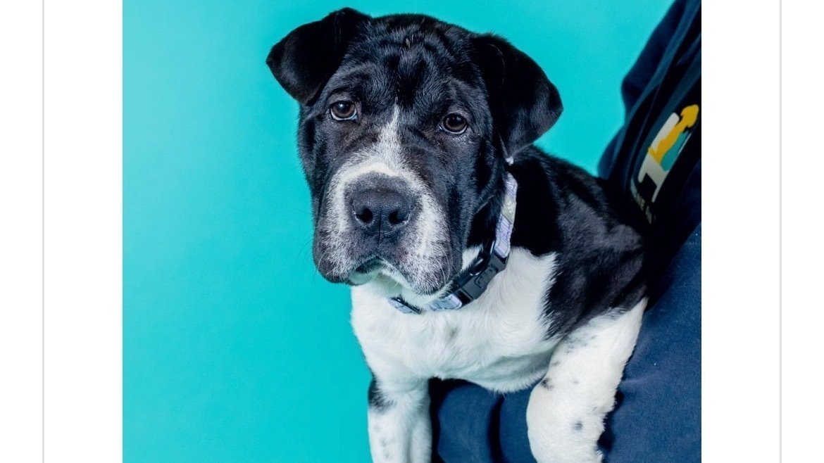 Petition · We should get a dog United States ·