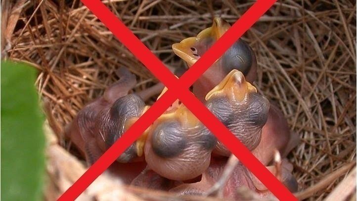 Petition National Geographic Channel Please Delete Nest Photo 