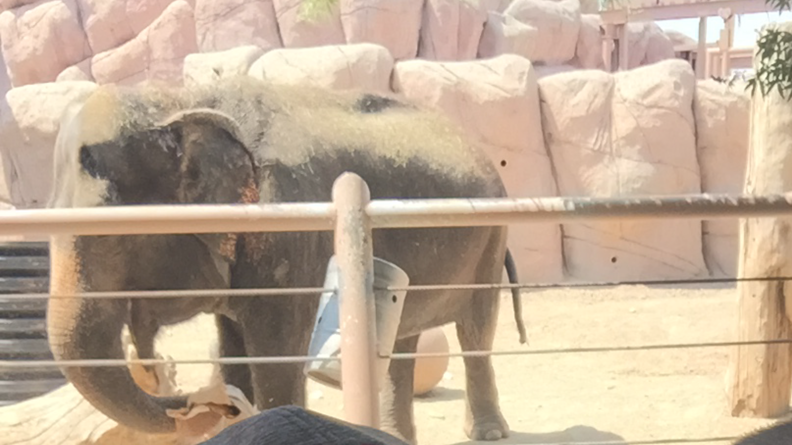 Petition · Free Juno & Savannah from the El Paso, Texas Zoo · Change.org