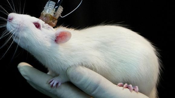 Laborratten Laborratten