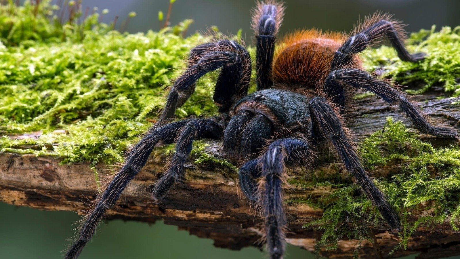 Petition · Save Petco's Tarantulas ·