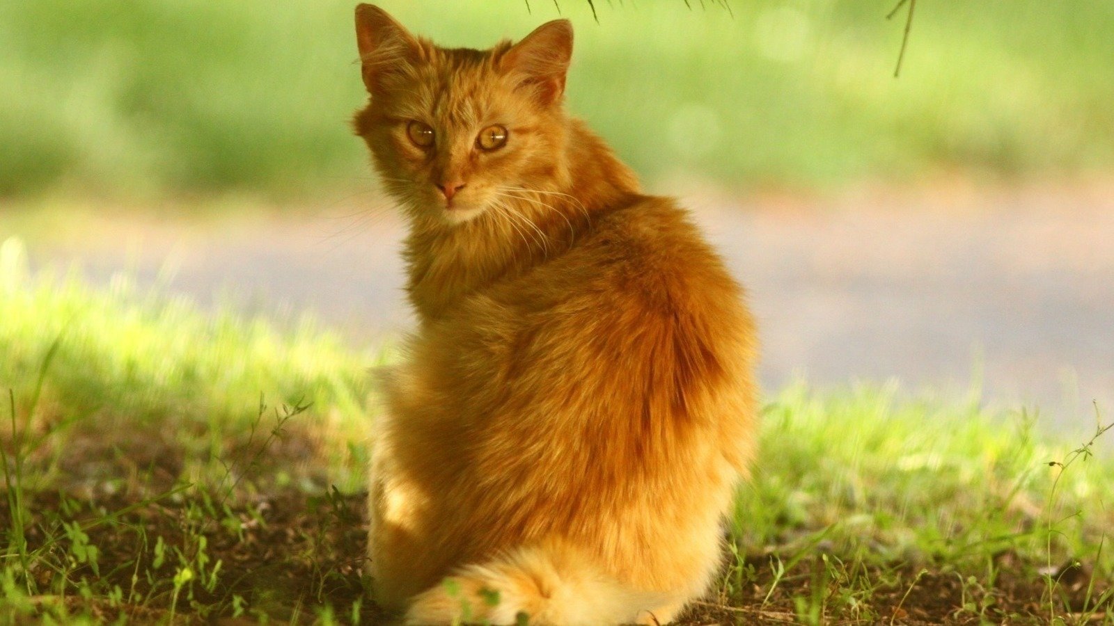 Petition · Establish a Humane Method to Control Cat Population in Old