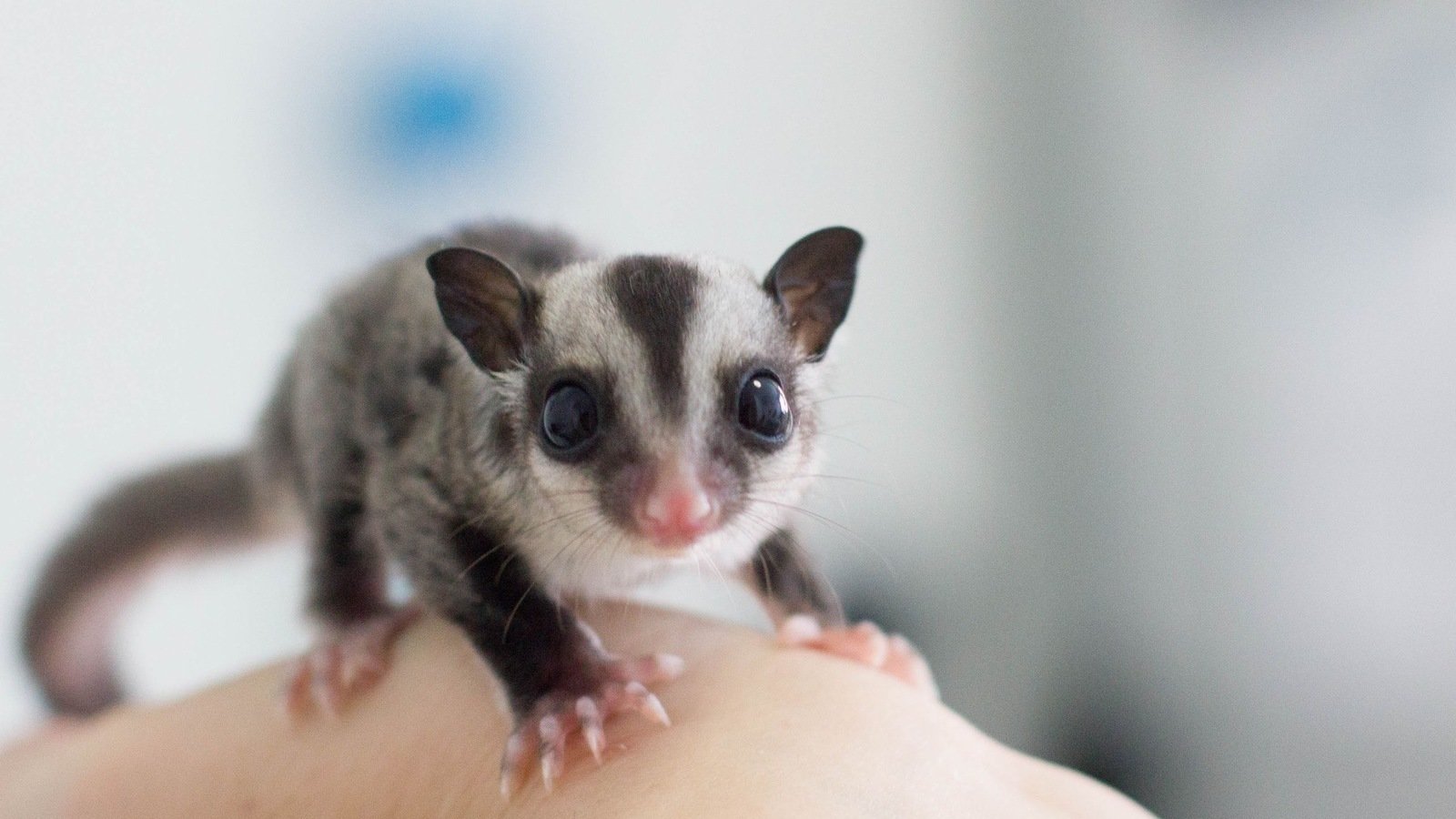 Petition · PETITION FOR JOSIE TO GET 2 SUGAR GLIDERS ·