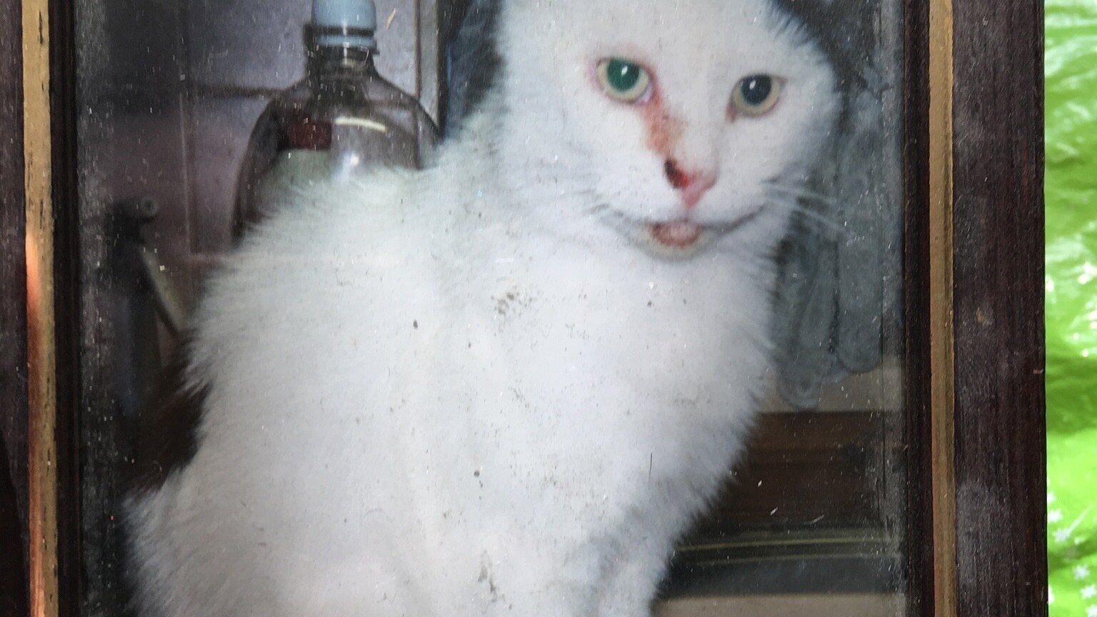 petition-mandate-reporting-of-accidental-cat-hits-to-the-police