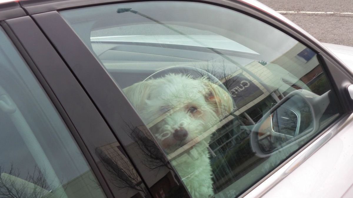 Petition · Pass Florida Law to Protect Pets Left in Cars United