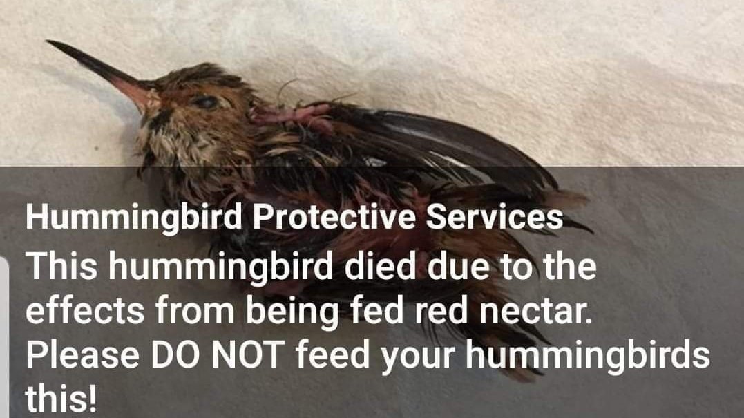 Petition · Ban store bought hummingbird nectar. It kills slowly