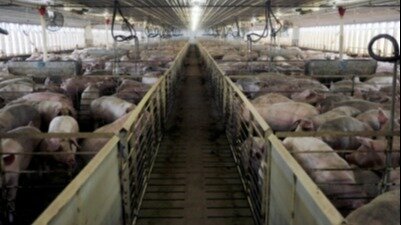 Stop Factory Petition · Stop Factory Farming - Australia · Change.org