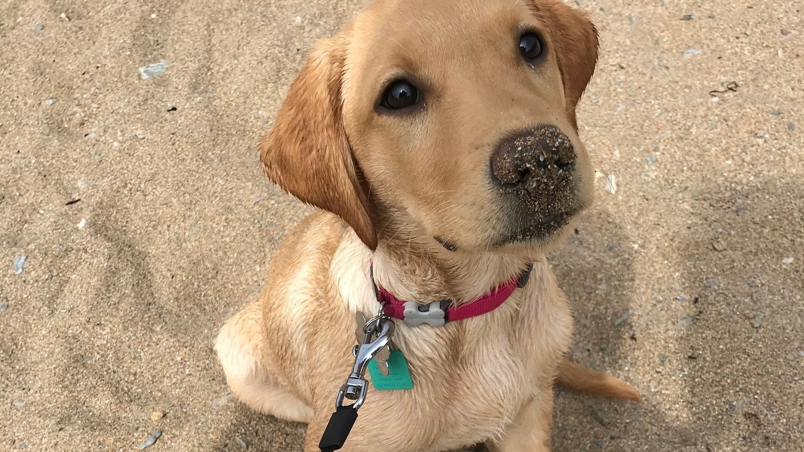 Petition · Protect your dog’s rights by petitioning them to be legally ...