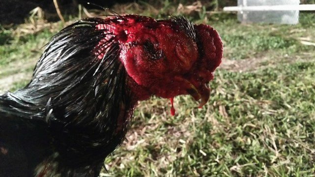 Petition · Making chickens fight, get wounded, thrown away