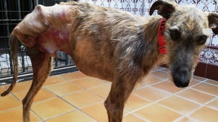 galgo spanish greyhound