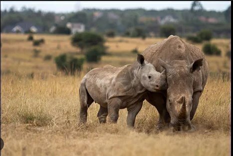 Endangered Animals to Save: Species at Risk of Extinction - Featured Image