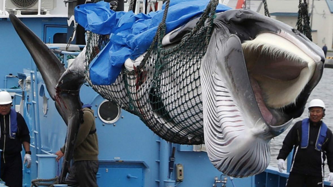 Petición · Stop a la caza