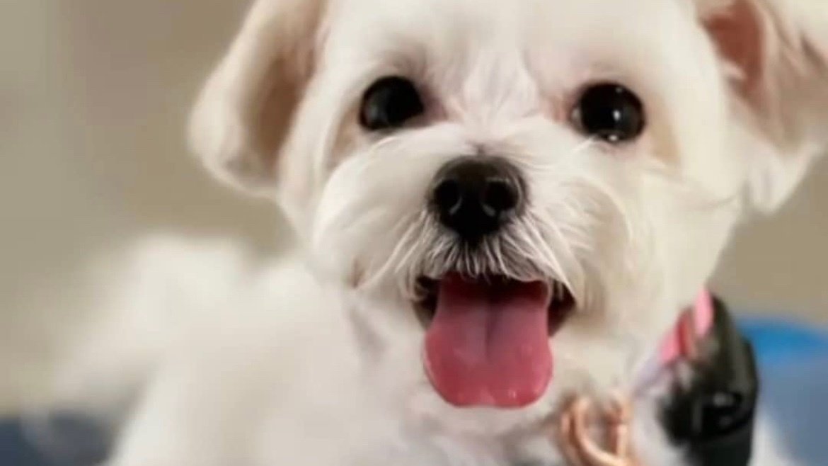 Petition · Banning electric shock collar Singapore ·