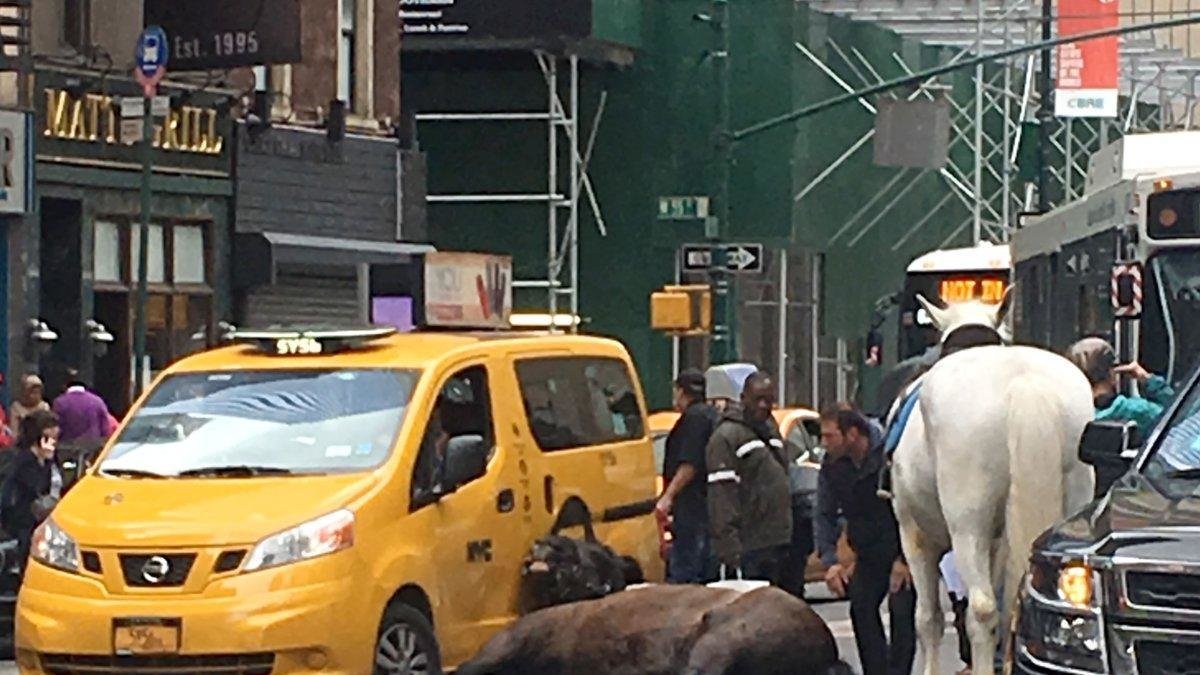 Petition · STOP USING HORSES IN NYC! ·