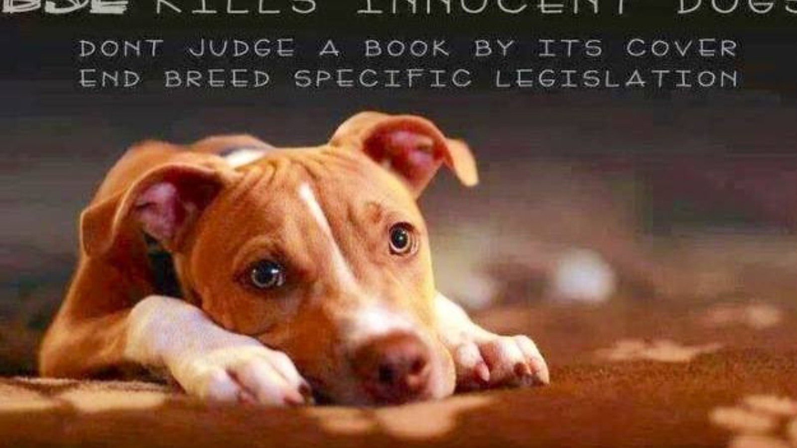 Petition · Repeal breed specific ordinances United States ·