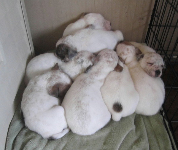 Petition · Copperas Cove, TX animal control STOP BSL United States