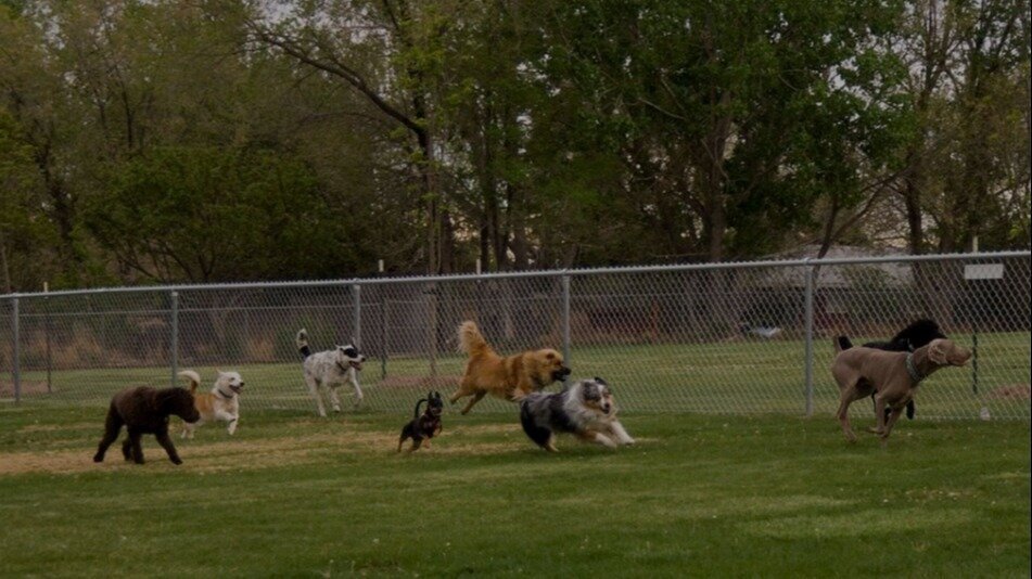 Petition · Establish an Official OffLeash Dog Park in Garfield Park