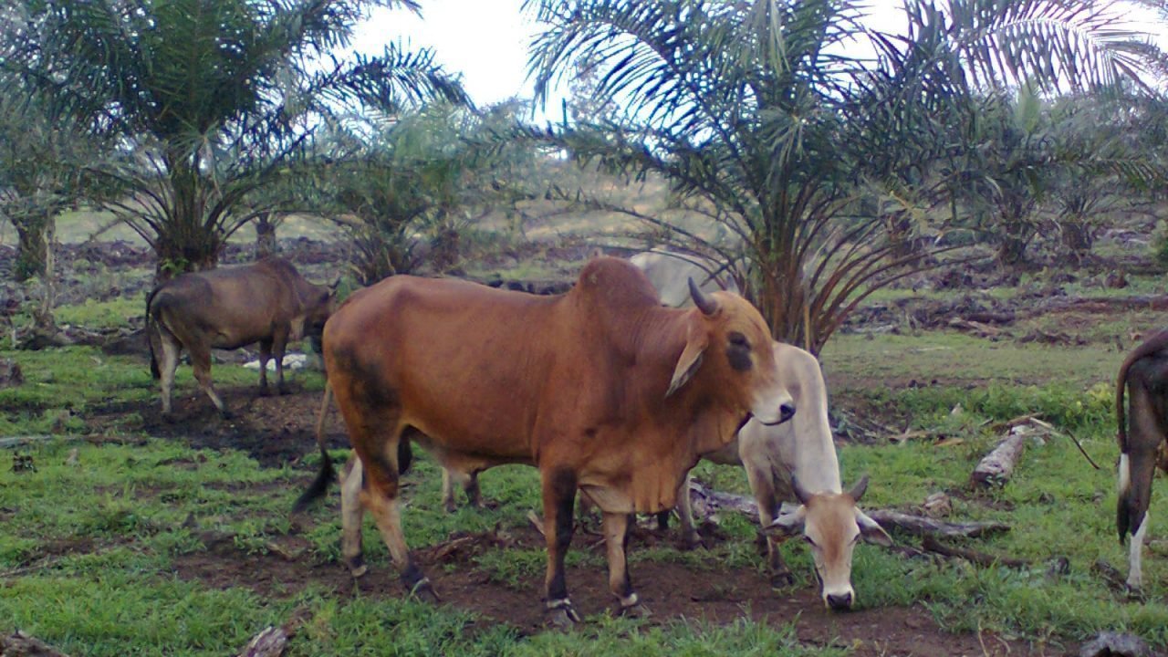Petition · SOKONGAN KEPADA JPKK SRI MAKMUR BAGI MENGURUS, TANAH RIZAB ...