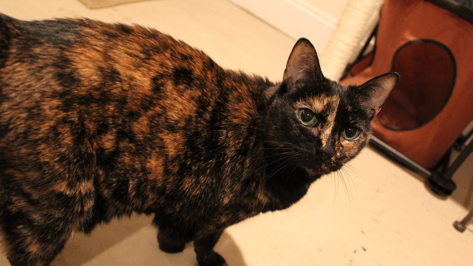 24 hour animal control