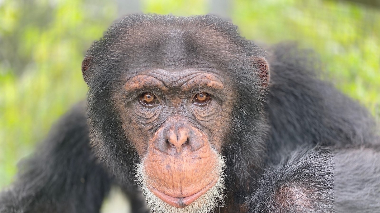 Petition · Let our class pet be an Ape - Trophy Club, United States ...