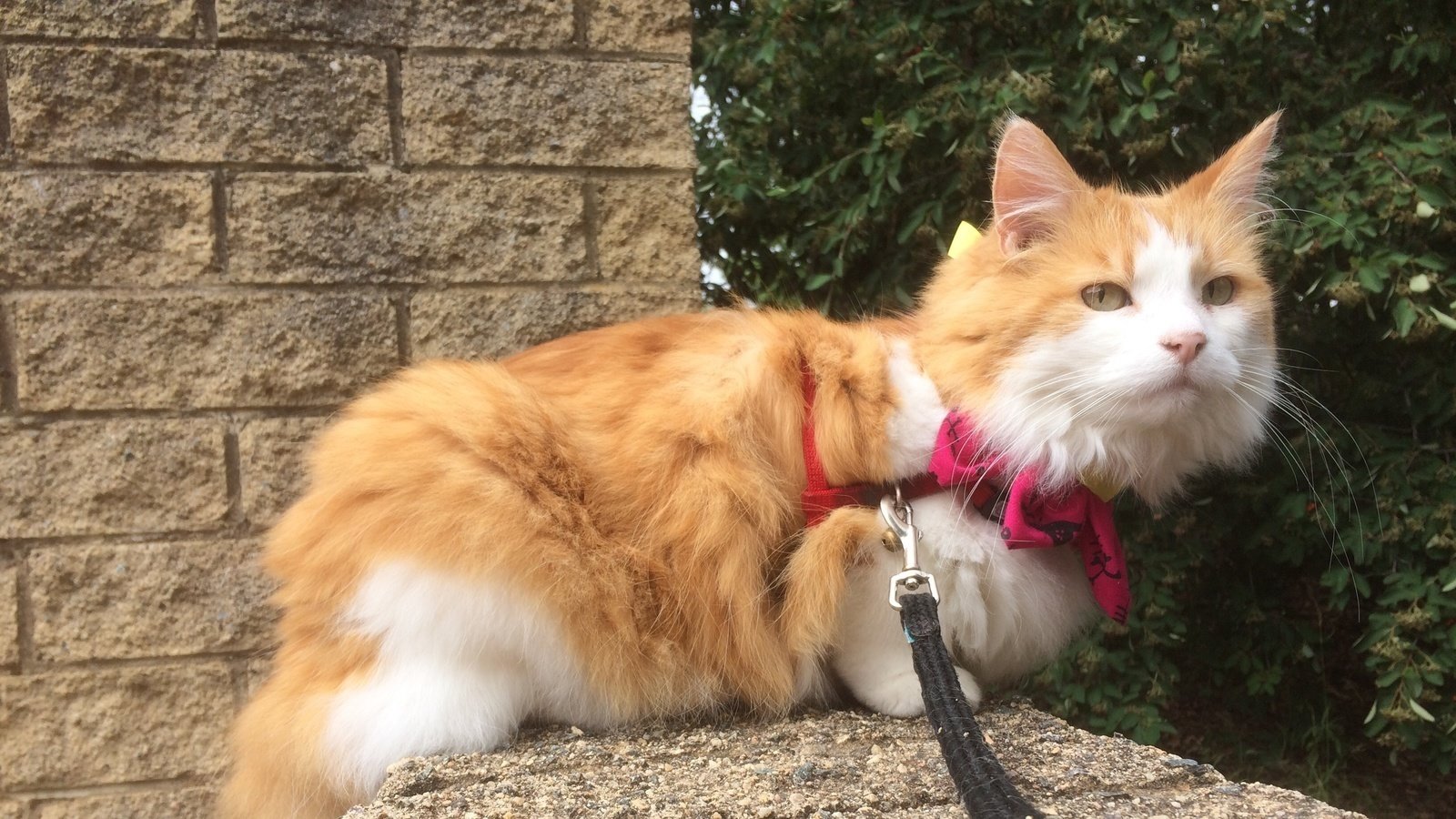 Petition · Come On Canberra Let Mimi Walk Allow Cat Walking in
