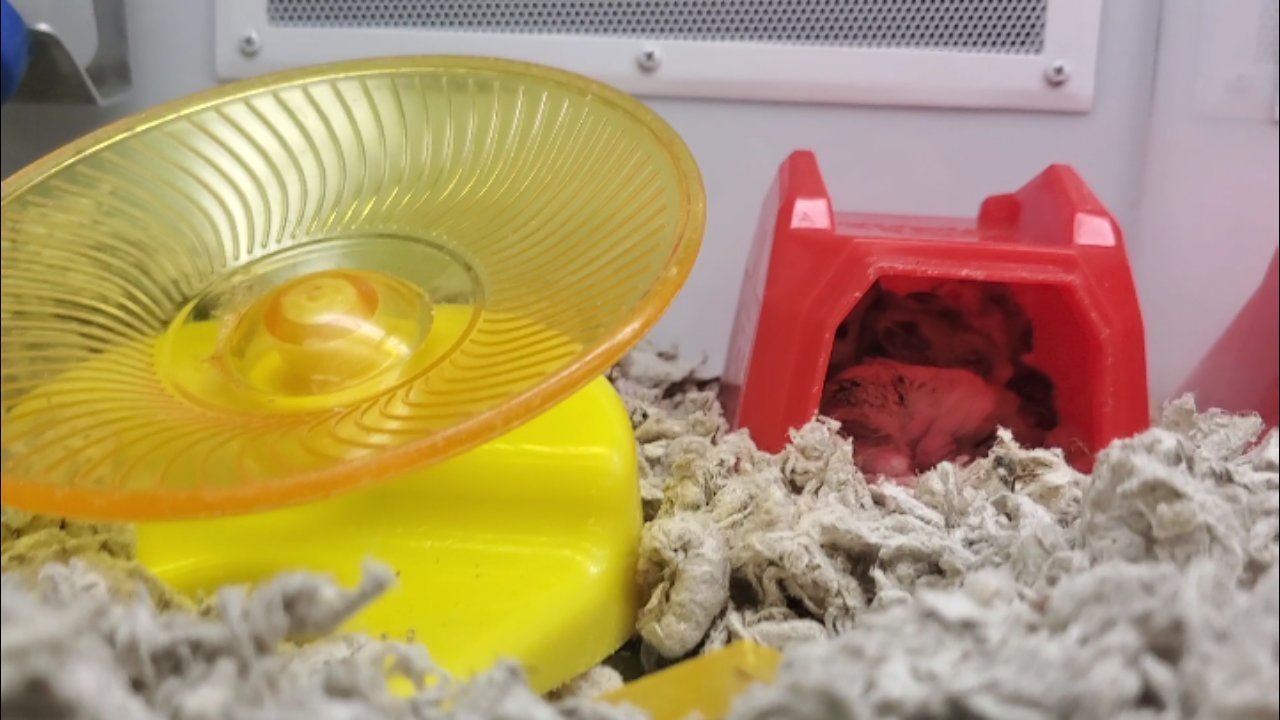 Petition · Stop Hamster Neglect at Petco ·