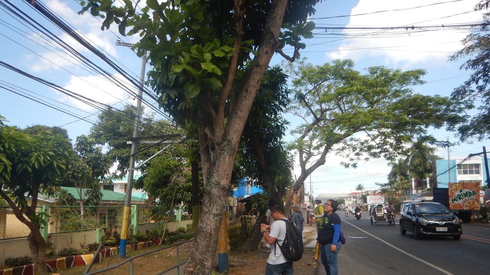 Petition · Save Naga City Trees Philippines ·
