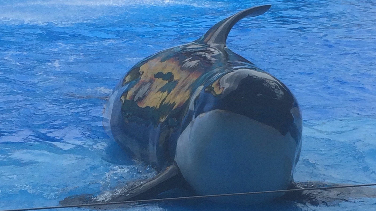 Petition · Free the orcas United States ·