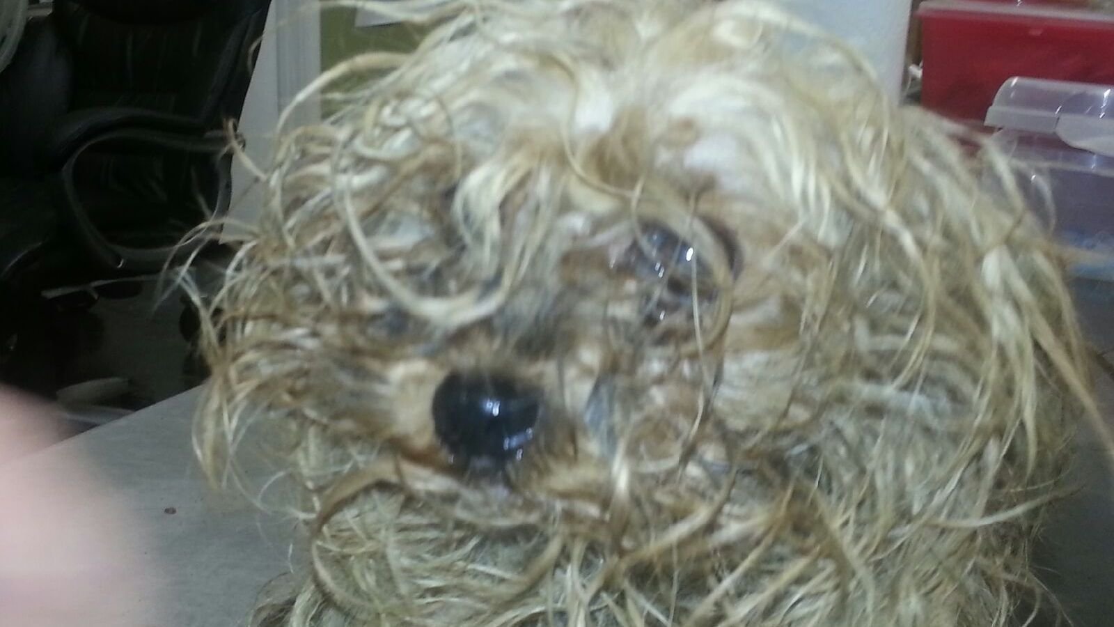 petition-we-want-stronger-animal-cruelty-laws-united-states