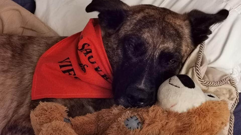 Pétition · Libération pour Kaiser Canada ·