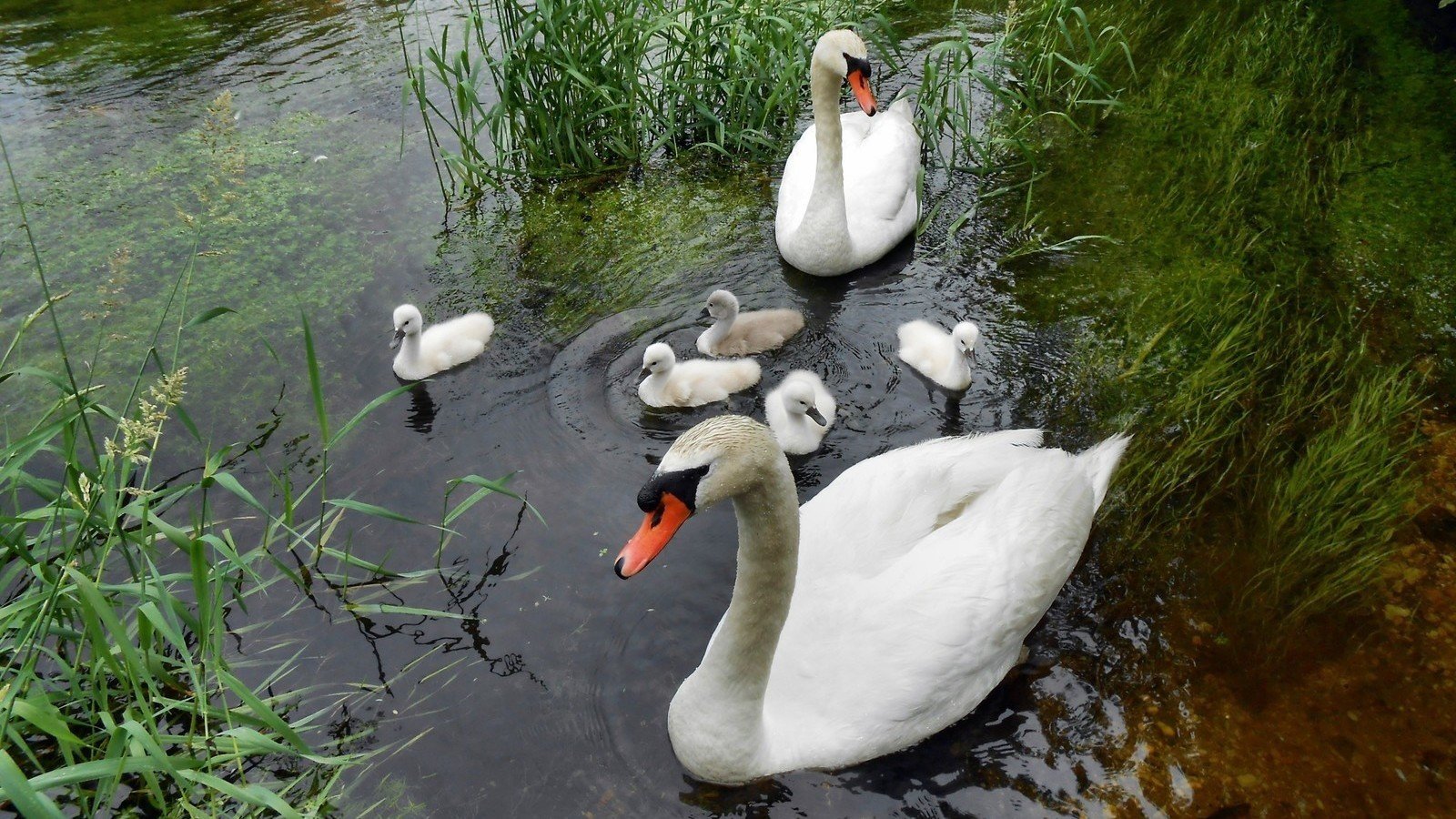 Petition · Stop the Killing of New Jersey's Mute Swans United States