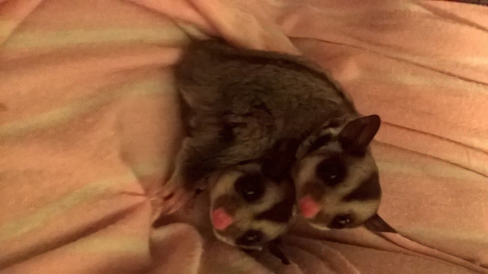 Petition · Sugar Gliders in PA United States ·