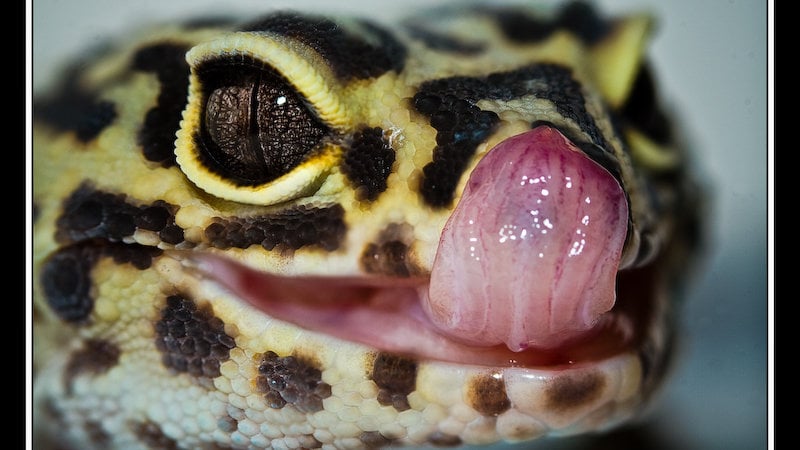 calcium supplement for dogs petsmart