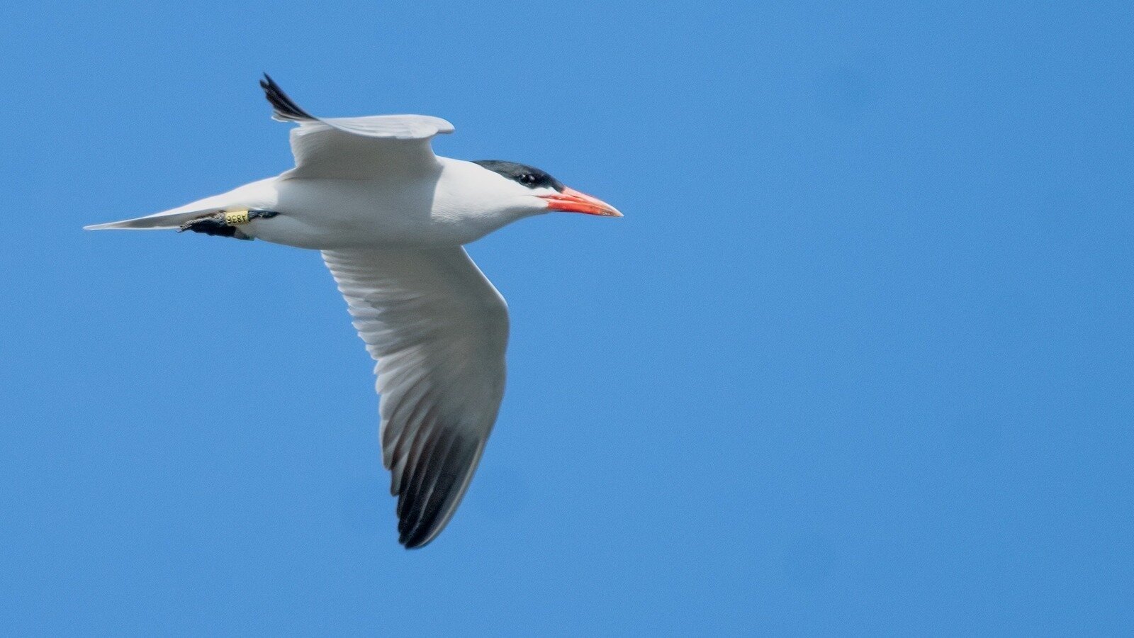 Petition · Protect Rat Island and Its Wildlife Salish Sea Caspian