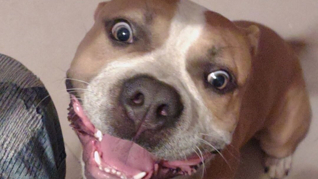 Petition · Lift the Ban on Registered Bully Breeds and Pitbulls in