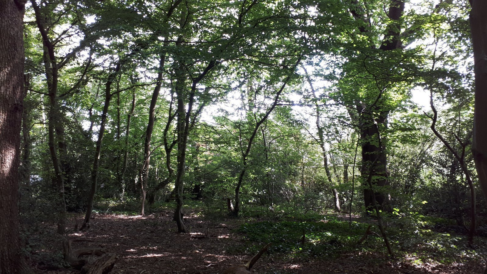 Petition · Save the oaks in Queen's Wood threatened by an insurance
