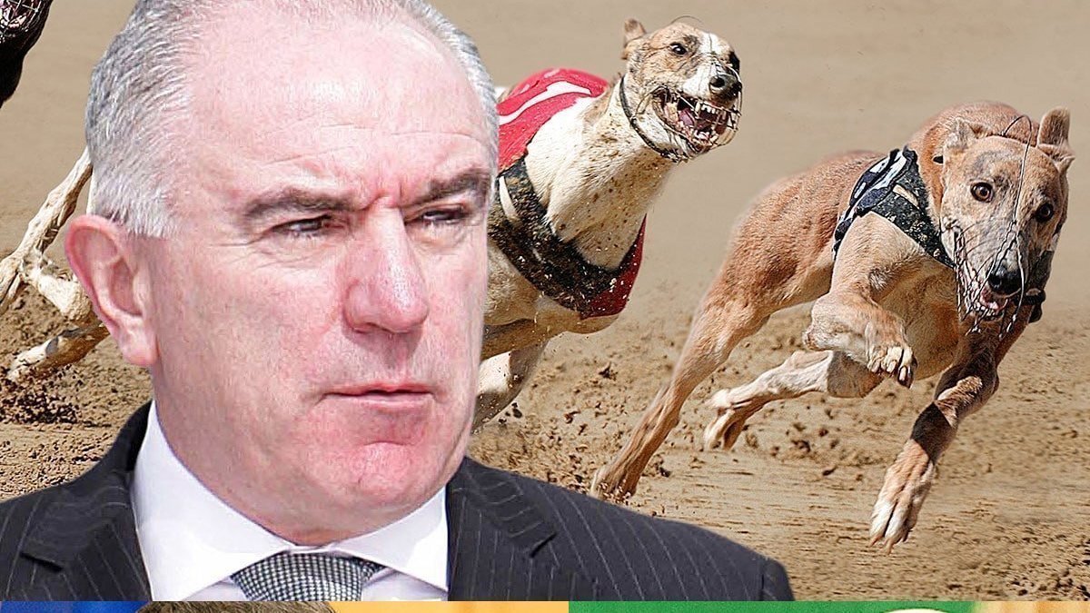 cute cross breed puppies