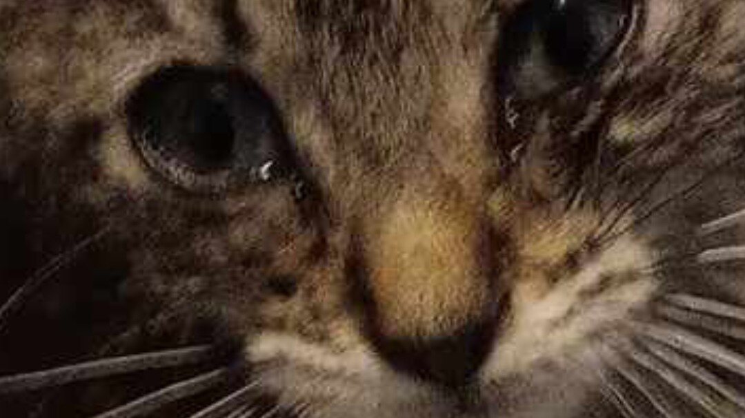 Petition · Strengthen Animal Neglect Laws in Kentucky United States