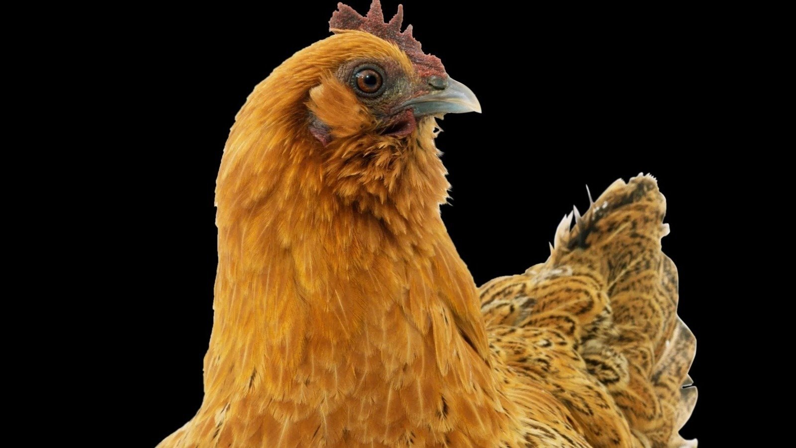 Petition · Backyard Chickens 2023 ChathamKent Canada ·