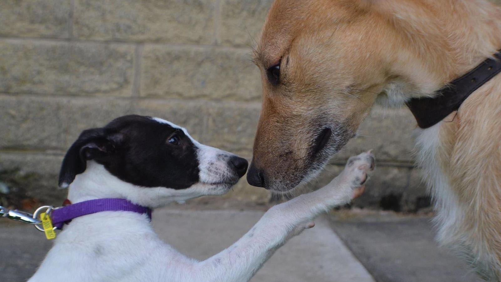 Petition · Cllr Joe Cooney Please shelve your plans for a £100 stray