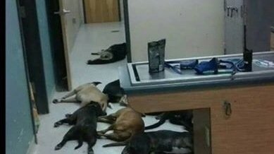 Petition · No kill Stanislaus County animal control center - United