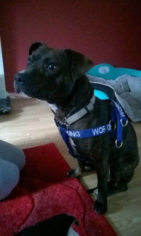 Petition · Allow all types of service dogs in stores. No more