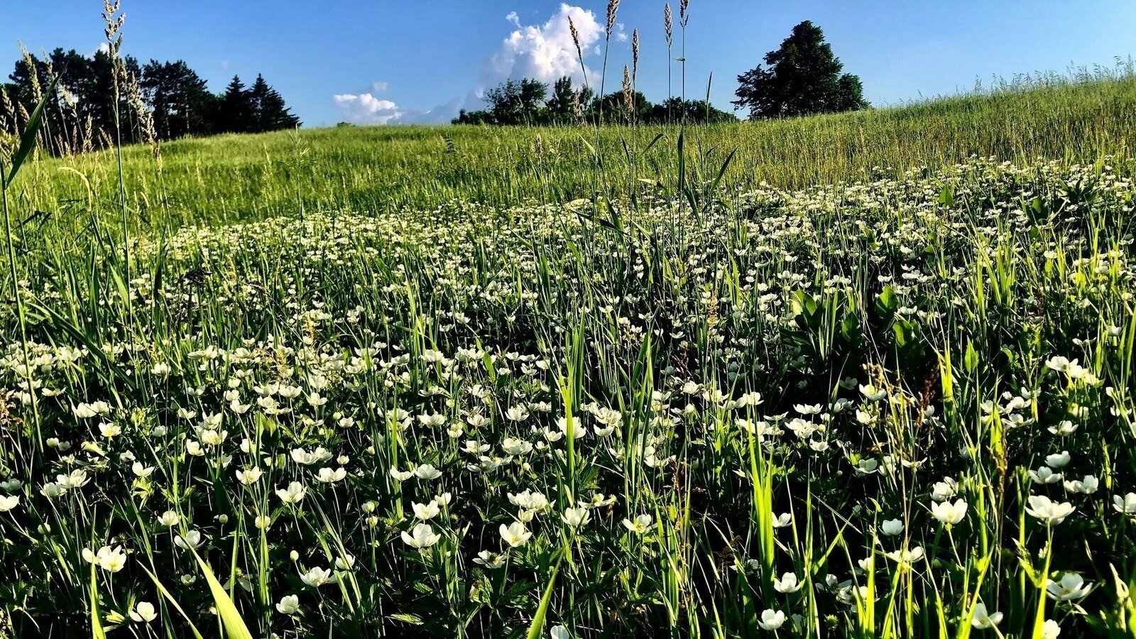 Petition · ENACT environmental regs NOW! Rescind Minnesota green burial moratorium !! United