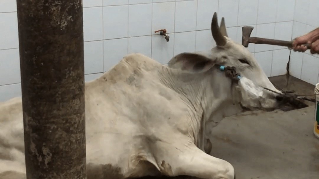 Petition · I am calling for an amendment to the Humane Slaughter Act to