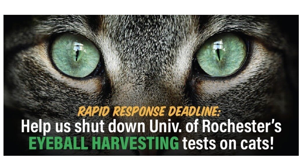 Petition · Stop the University of Rochester from Conducting Inhumane ...