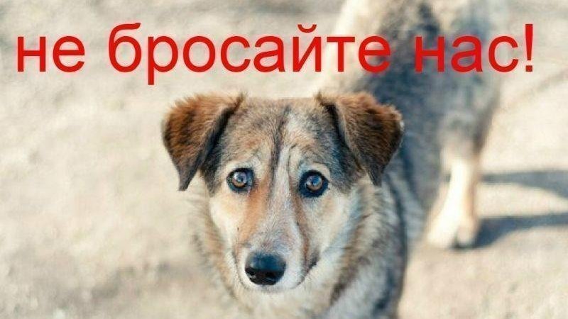 Не бросай нас открытка, зимой