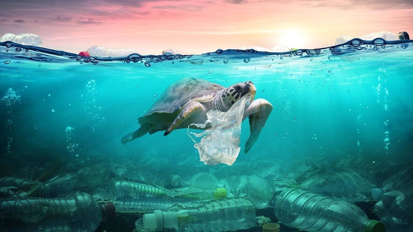Petition · ERADICATE PLASTIC MATERIALS, SAVE THE MARINE LIFE! ·
