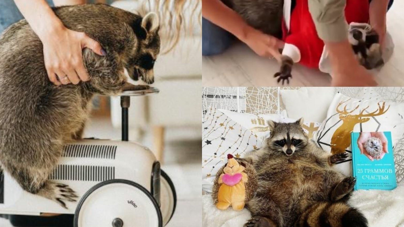 Tema Racoon Petition · Save Raccoon Tema From Social Media Exploitation - United ...